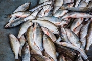 بیش از ۳۰۰ تن گوشت ماهی در دامغان تولید شد