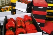 شرکت تعاونی گلخانه کاکی بوشهر ۸۵۰ تن فلفل صادر کرد