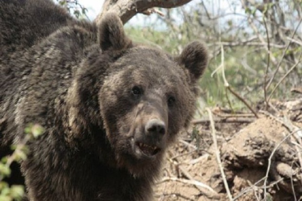 خرس قهوه ای جوان مشگین شهری را مجروح کرد