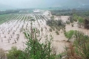 اعتبار ۱۵۵میلیارد ریالی برای جبران خسارات سیل به کشاورزی آذربایجان‌غربی