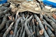 کشف یک تن چوب جنگلی قاچاق در شهرستان کیار