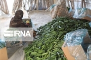خرید توافقی قریب ۴۰ تن خیار سبز از کشاورزان جنوب کرمان