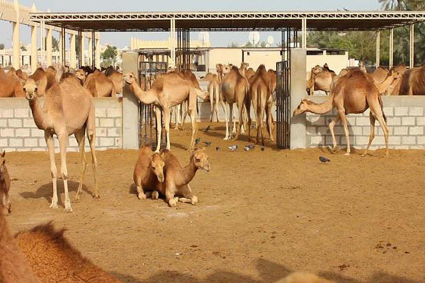 مجتمع صنعتی و تولید پرورش شتر در دلگان احداث می‌شود