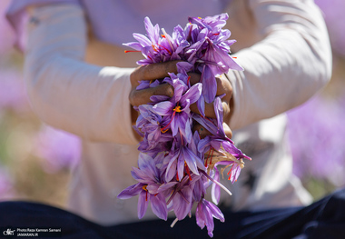جلوگیری از پوکی استخوان با مصرف این گیاه ایرانی
