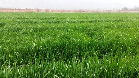 افزایش 12 درصدی کشت گندم در ایرانشهر