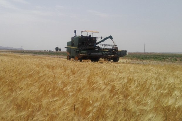 برداشت جو مزارع میامی آغاز شد