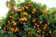 برداشت پرتقال از باغ های ایذه آغاز شد