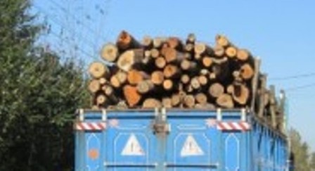 توقیف یک دستگاه کامیون با 10 تن چوب قاچاق در داورزن