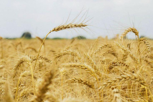 250 هزار تن گندم در استان مرکزی خریداری شد