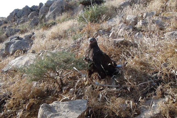 6 عقاب و شاهین در منطقه حفاظت شده شاهو و کوسالان رهاسازی شد