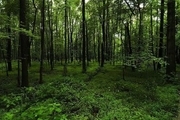 محافظت ۳هزار تیم از جنگل‌های کشور در نوروز