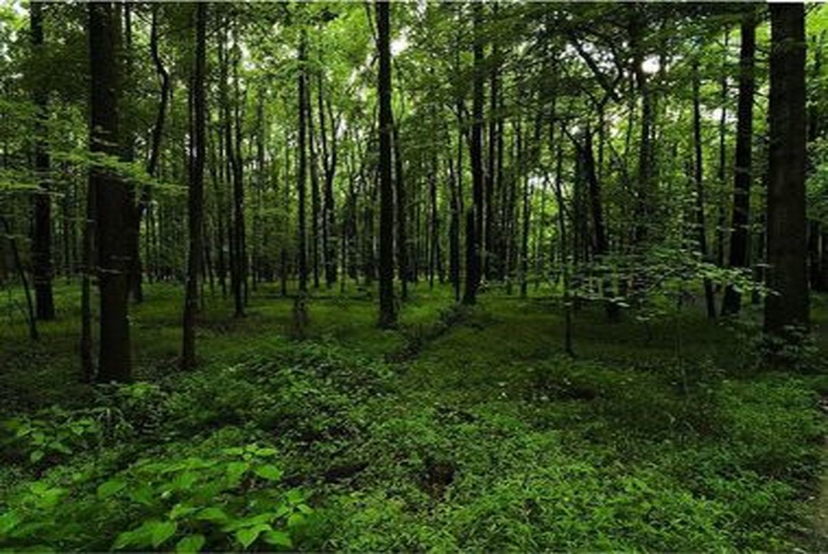 محافظت ۳هزار تیم از جنگل‌های کشور در نوروز