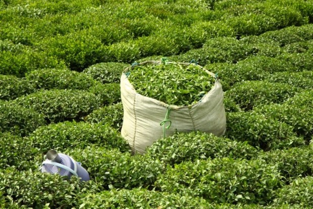تمامی باغ های چای تحت پوشش بیمه فراگیر هستند