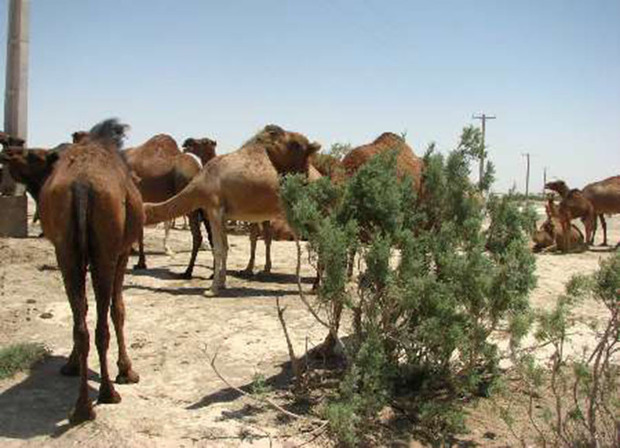 12 نفر شتر قاچاق در مهرستان کشف شد