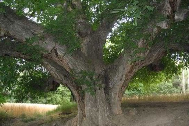 قطورترین درخت تبریز با حدود 4.5 متر قطر بیش از 90 سال عمر دارد
