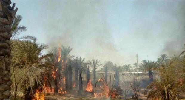 بخشدار: آتش سوزی به نخلستان روستای گنز بخش ایرندگان خاش خسارت زد