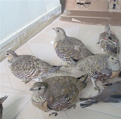 شکارچی پرندگان حفاظت شده در منطقه مرزی گنبدکاووس دستگیر شد