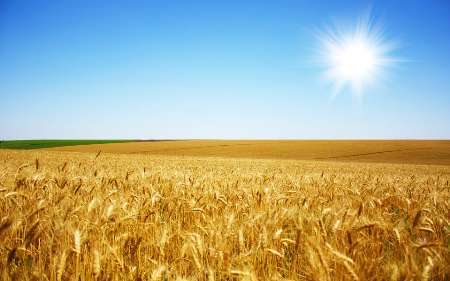 پیش بینی خرید بیش از 10میلیون تن گندم به قیمت تضمینی از کشاورزان کشور