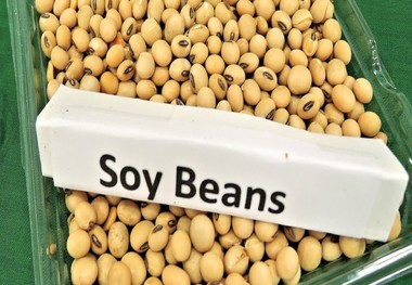 این خوراکی ها هورمون بانوان را تنظیم می کند