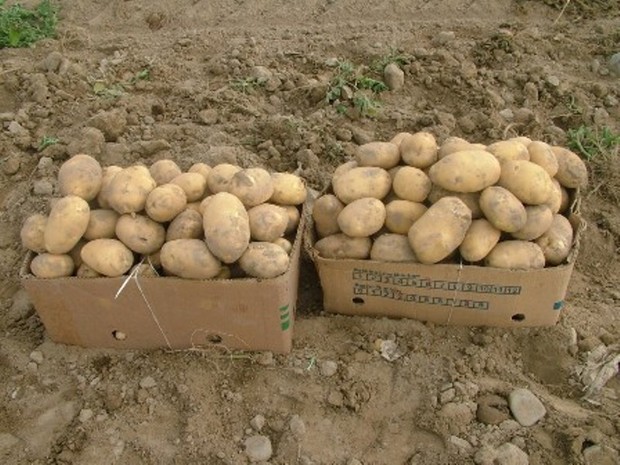 خرید تضمینی سیب زمینی در جنوب کرمان آغاز شد