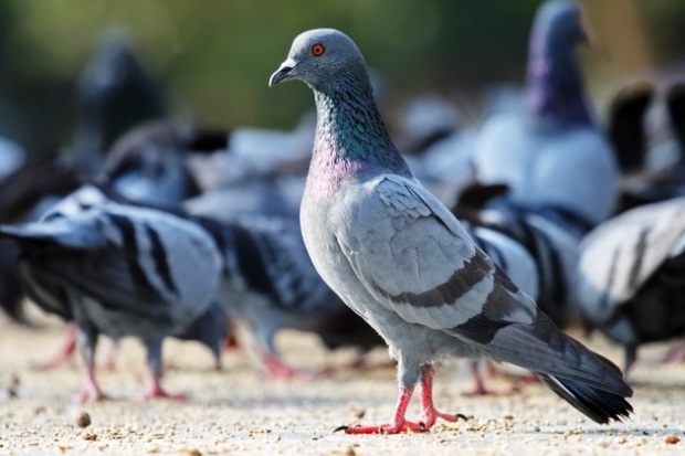 شکارچیان پنج قطعه کبوتر چاهی در کبودرآهنگ دستگیر شدند