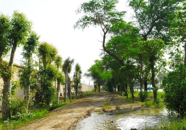 جوانه‌زنی دوباره درختان اُکالیپتوس در مسیر شرکت فولاد خوزستان+ تصاویر