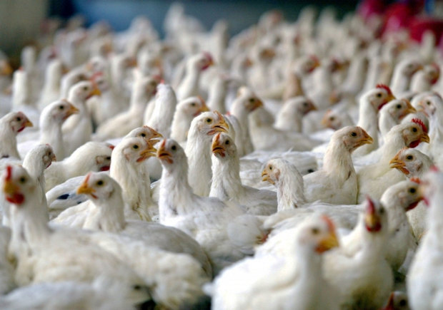 نخستین محموله پر مرغ از آستارا به جمهوری آذربایجان صادر شد
