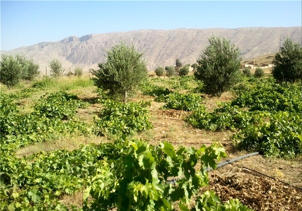 استان‌ کردستان  مشمول طرح توسعه باغات شد