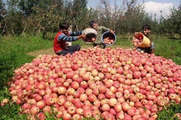 300 تن سیب از باغداران کهگیلویه وبویراحمد خریداری شد