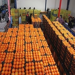 تامین ٢٠٠٠ تن پرتقال برای شب عید لزوم همکاری سردخانه داران