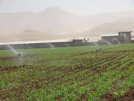 بیش از چهار هزار هکتار از زمین های کشاورزی روانسر به سیستم های آبیاری تحت فشار مجهز شده است