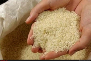 لغو ممنوعیت واردت برنج شایعه باندهای وارد کننده است اعمال ممنوعیت 4 ماهه واردت برنج در فصل برداشت