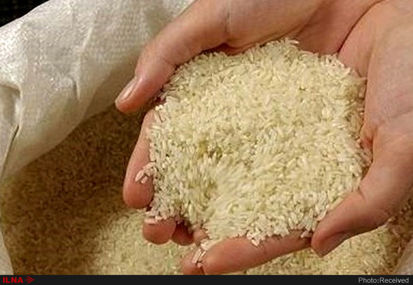 لغو ممنوعیت واردت برنج شایعه باندهای وارد کننده است اعمال ممنوعیت 4 ماهه واردت برنج در فصل برداشت