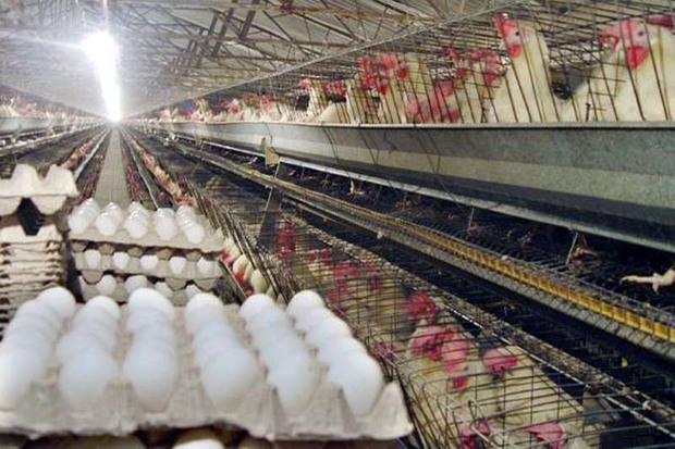 2 میلیون قطعه مرغ تخم گذار به مرغداری های قزوین افزوده شد