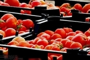 آغاز برداشت گوجه فرنگی در پارس آباد