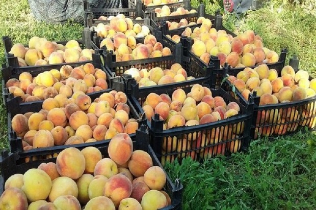 1.2 میلیون دلار میوه از رامیان صادر شد
