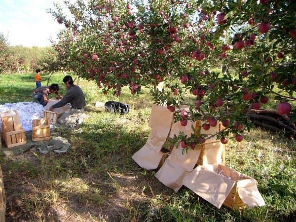 تولید 250هزار تن سیب از 20 هکتار باغ در سمیرم ، ضعف مدیریت کشاورزی است