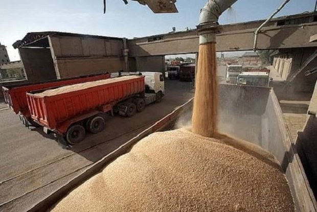 معاون استاندار فارس: حمل و نقل گندم باید با مجوز شرکت غله انجام شود