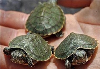 عرضه حیوانات وحشی در اردبیل ممنوع و قابل پیگرد است