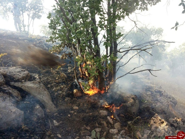 مهار آتش سوزی جنگل های بدره  دود جنگل ناشی از چند کنده خشک است