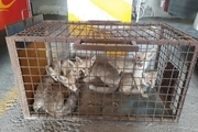 نجات6 قلاده روباه در اراک