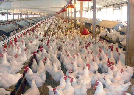 23 واحد مرغداری صنعتی گوشتی در ایرانشهر فعال است