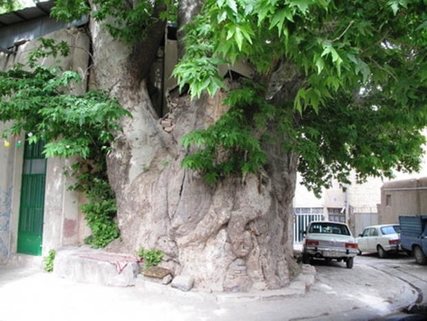پنج درخت کهنسال استان مرکزی ثبت ملی شد