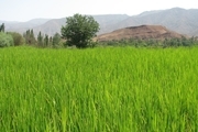 مبارزه با کرم ساقه خوار برنج در پنج هکتار از شالیزارهای قزوین انجام شد