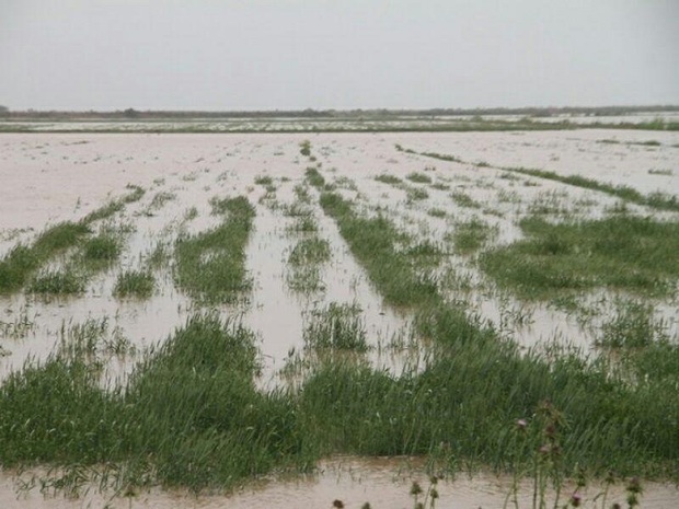 سیل 420 میلیارد ریال به بخش کشاورزی ایذه خسارت زد