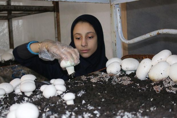 ظرفیت تولید قارج خوراکی در قزوین به ۱۸ هزار تن رسید