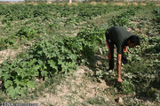 پیش‌بینی کشت پاییزه در سطح حدود 860 هزار هکتار از اراضی خوزستان