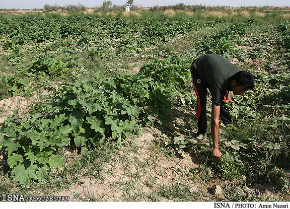 پیش‌بینی کشت پاییزه در سطح حدود 860 هزار هکتار از اراضی خوزستان