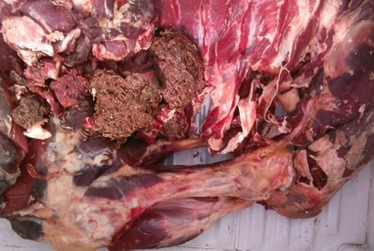  ۳ تن گوشت فاسد از یک انبار در نیشابور کشف شد