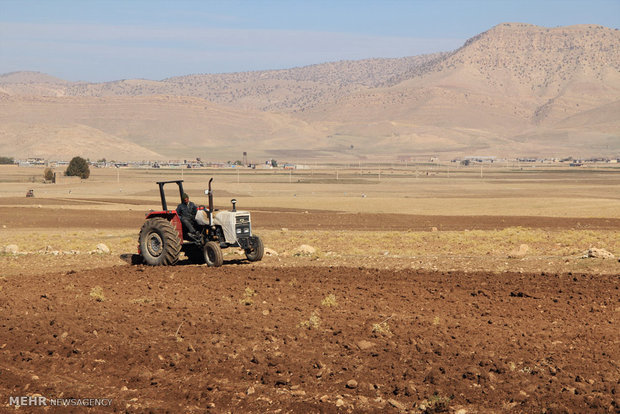 افزایش ۲ هزار هکتاری سطح زیر کشت غلات در استان سمنان